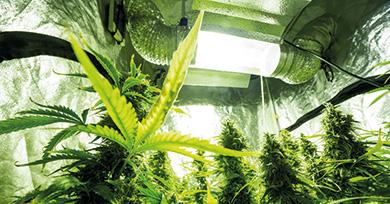 Plants de cannabis