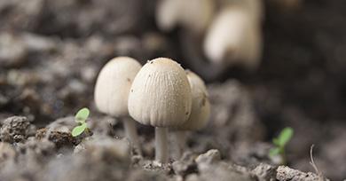 Champignons hallucinogènes